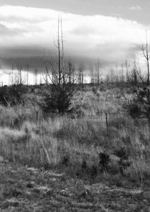 Change the orientation - cropped image (vertical)